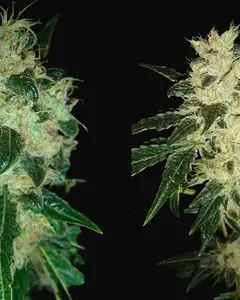 Sour P