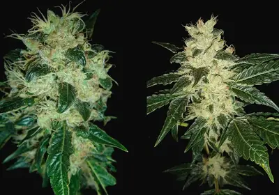 Sour P