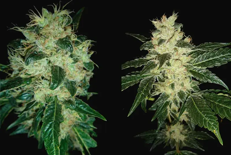 Sour P