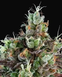 Sour Ripper Auto