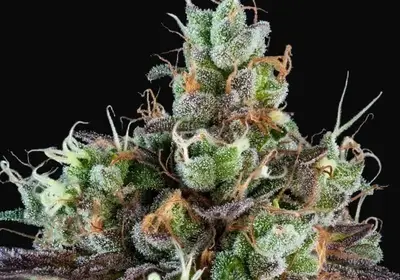 Sour Ripper Auto