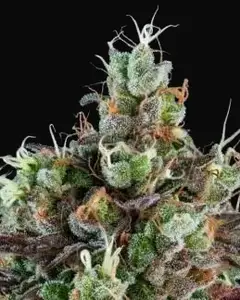 Sour Ripper