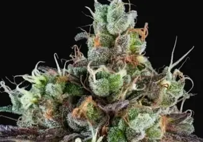 Sour Ripper