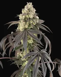 Sour Sherb Feminized