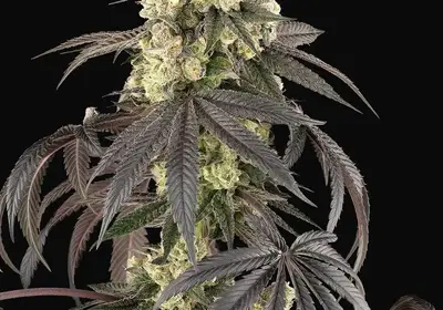 Sour Sherb Feminized