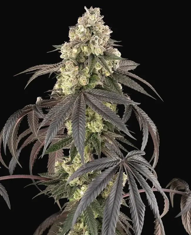 Sour Sherb Feminized