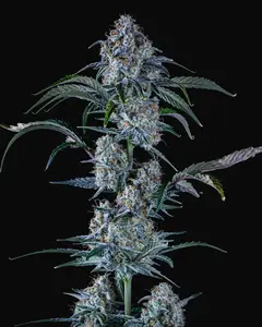 Sour Stomper Auto