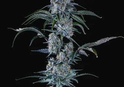 Sour Stomper Auto