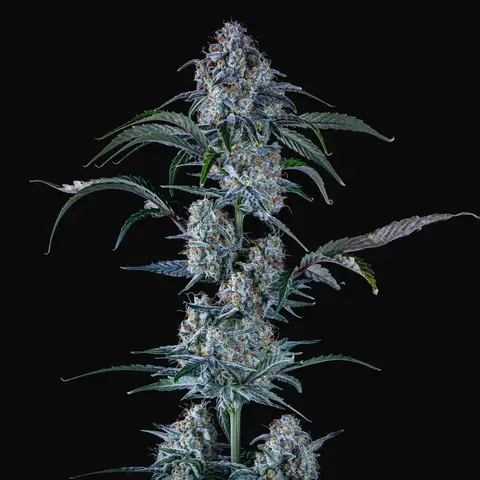Sour Stomper Auto