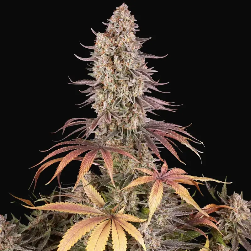 Sour Strawberry — zdjęcie 2