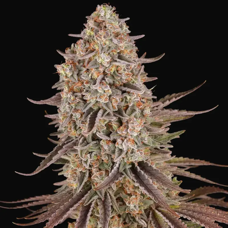 Sour Strawberry — zdjęcie 4