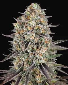 Sour Strawberry