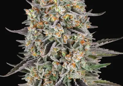 Sour Strawberry