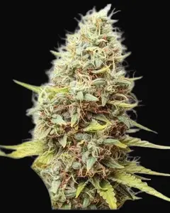 Sour Tangie Dawg