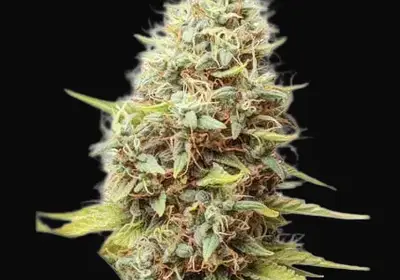 Sour Tangie Dawg