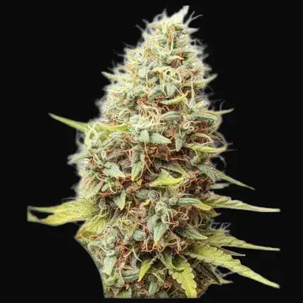 Sour Tangie Dawg