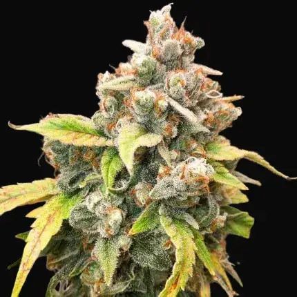 Sour Tangie Dawg — zdjęcie 3