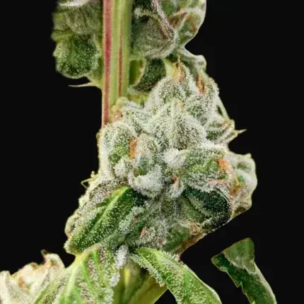 Sour Tangie Dawg — zdjęcie 5
