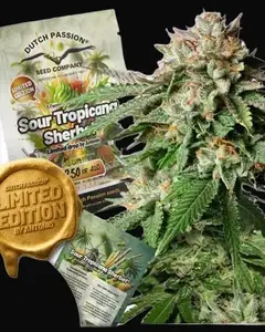 Sour Tropicana Sherbet
