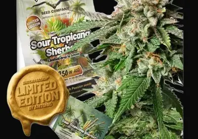 Sour Tropicana Sherbet