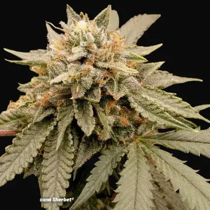 Sour Tropicana Sherbet — zdjęcie 2