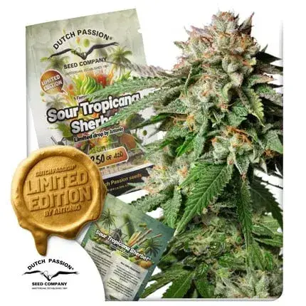 Sour Tropicana Sherbet
