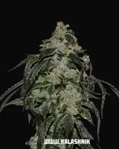 Soyuz OG Express