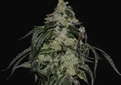 Soyuz OG Express