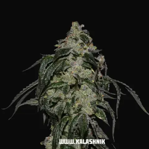 Soyuz OG Express