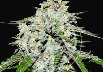 Space Cookies Auto