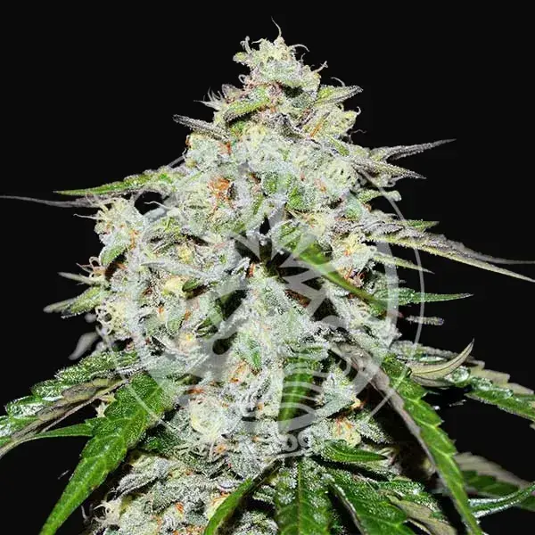 Space Cookies Auto