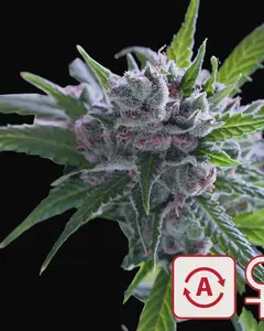 Space Mango Auto