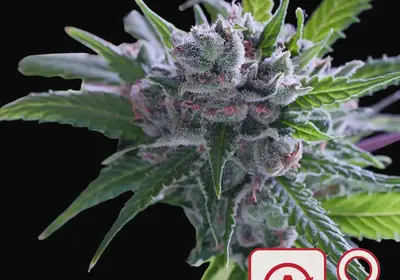 Space Mango Auto
