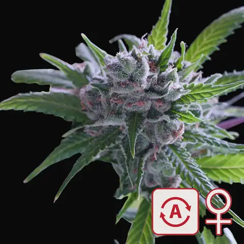 Space Mango Auto