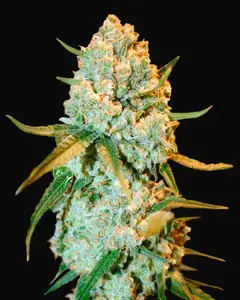 Special Crystal Haze