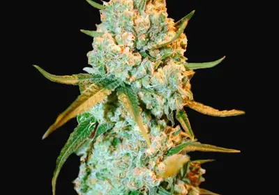 Special Crystal Haze