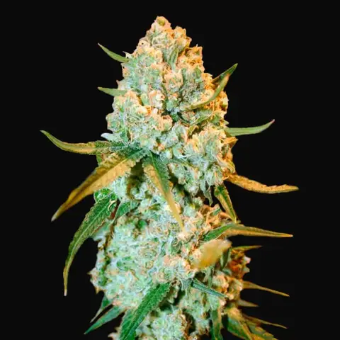 Special Crystal Haze
