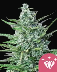 Special Kush 1
