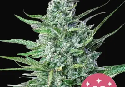 Special Kush 1