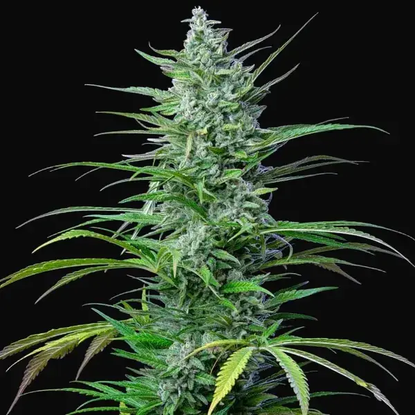Special Kush 1 — zdjęcie 3