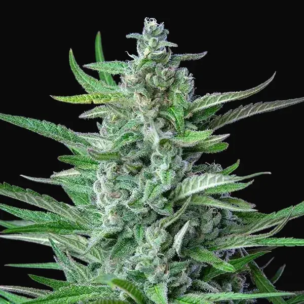 Special Kush 1 — zdjęcie 4