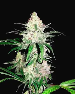 Special Lime Haze
