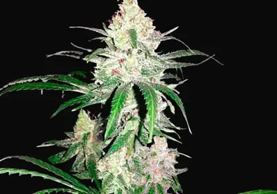 Special Lime Haze
