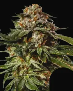 Special Queen 1 Auto