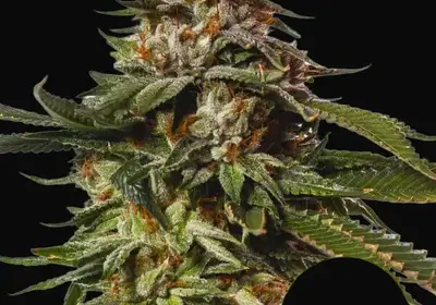 Special Queen 1 Auto