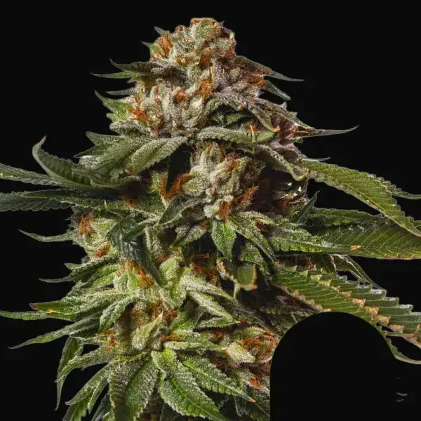 Special Queen 1 Auto