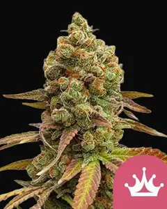 Special Queen 1