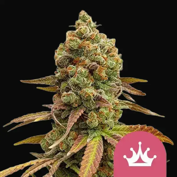 Special Queen 1