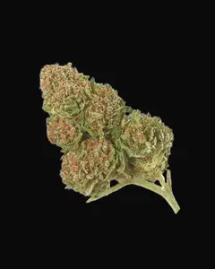 Special Skunk