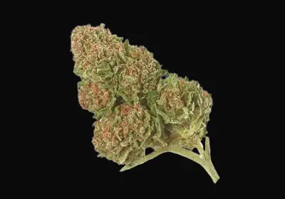 Special Skunk